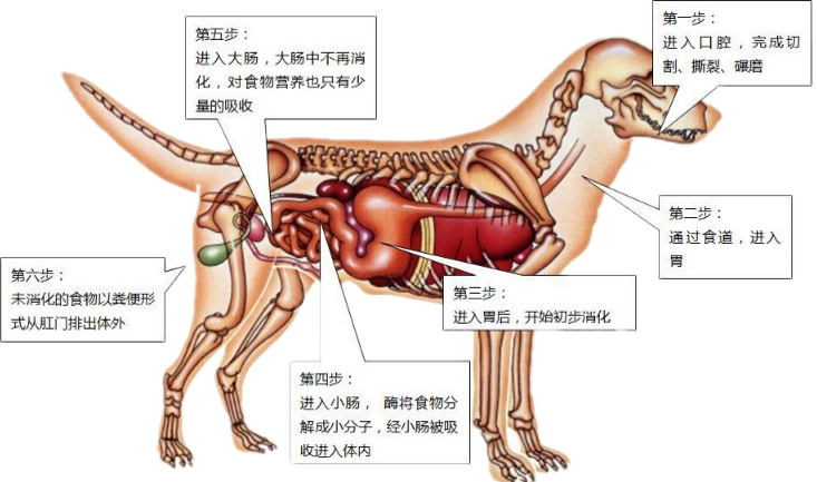 犬类消化系统组成