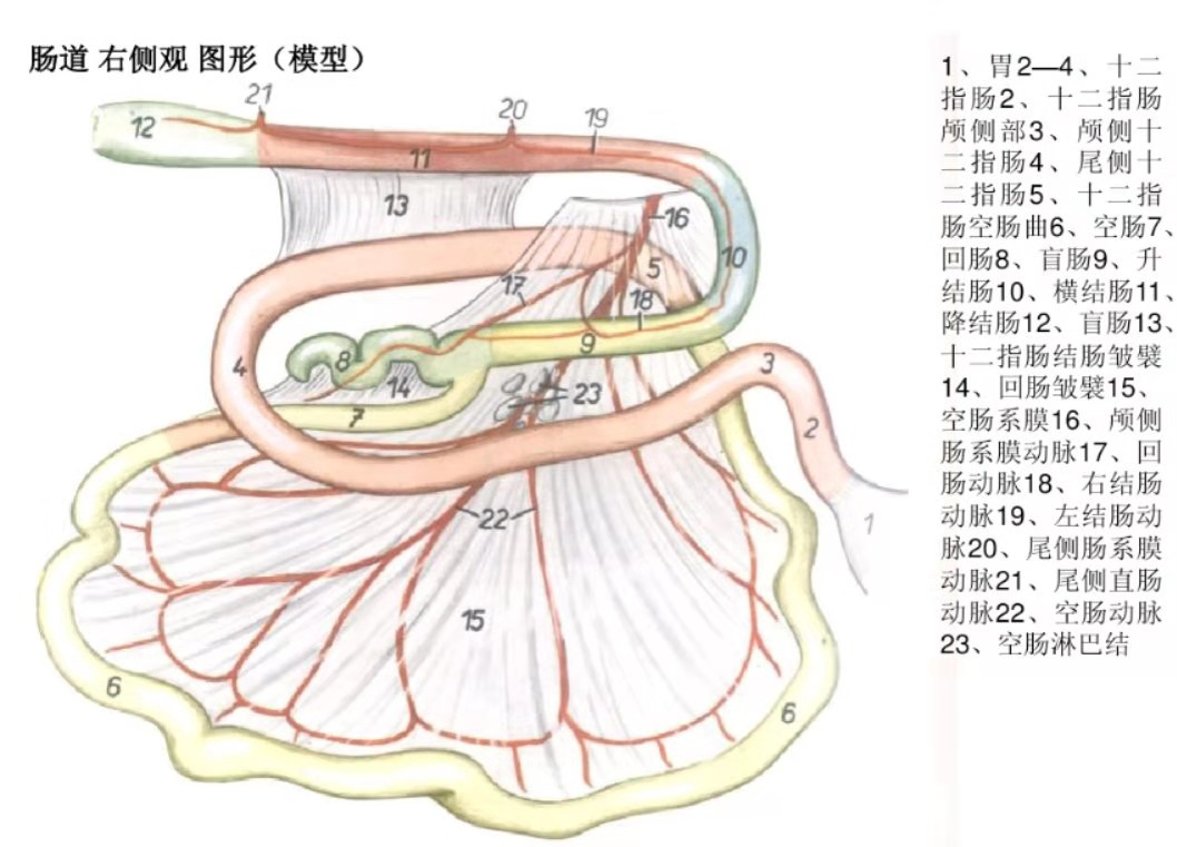 肠道图形