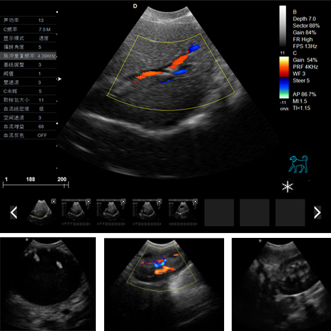 动物彩超机临床图像