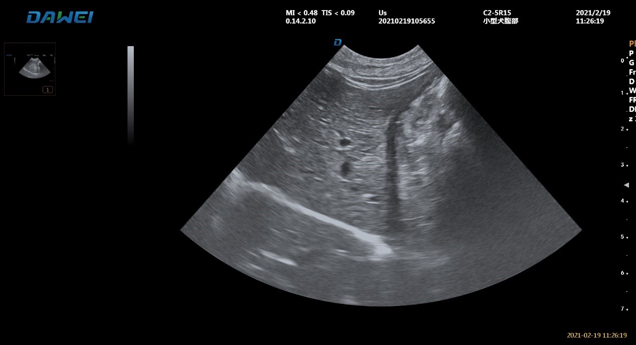 宠物肝脏左叶超声