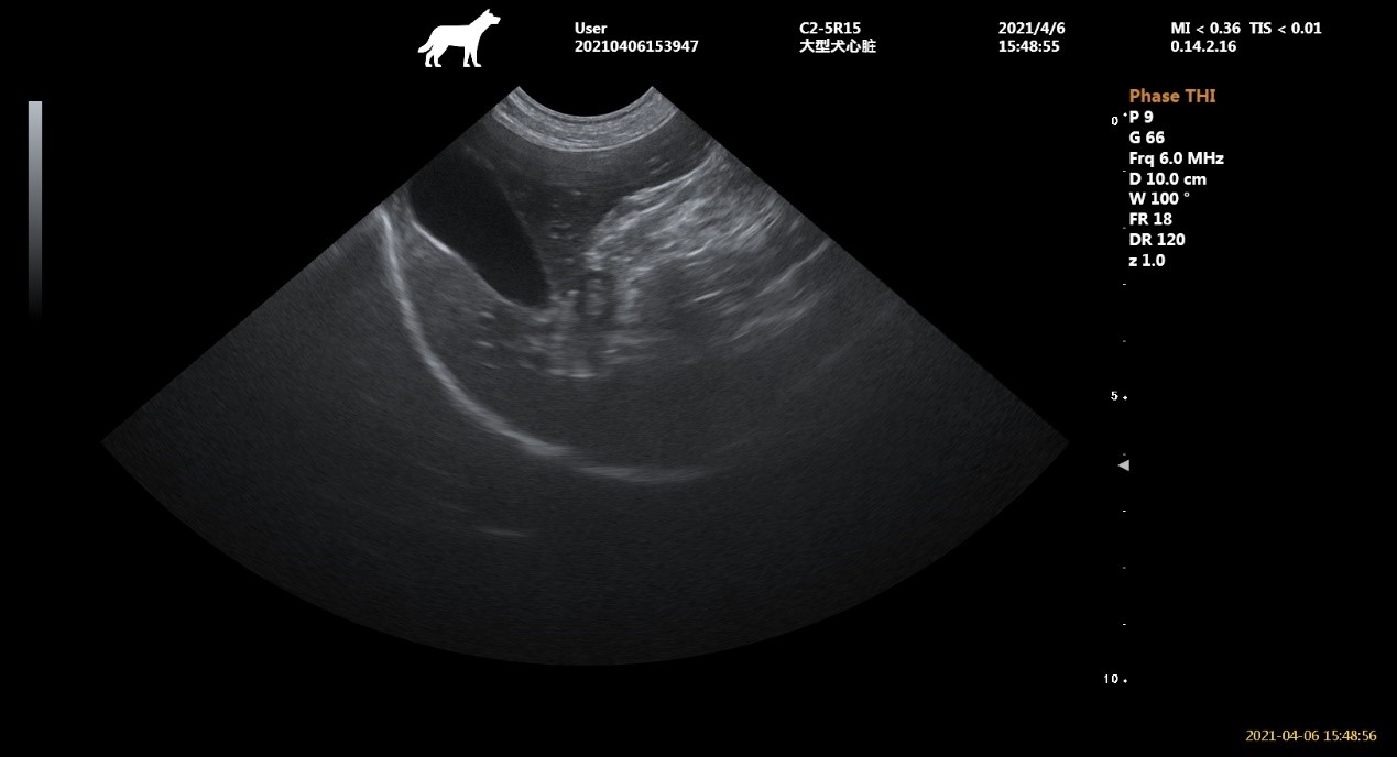 宠物超声横切声像图