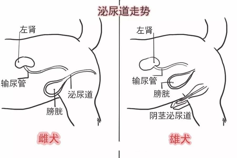 狗狗泌尿道走势