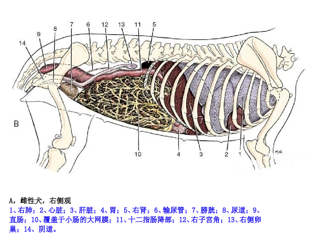 雌犬的生殖系统