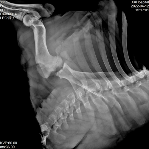 动物X射线摄影系统图像