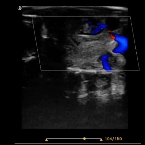 动物彩超机检查龙虾心率临床图像